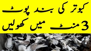 kabootar ki band pot ka ilaj || kabutar ka pota jaam ka ilaj | how to treatment pigeon | #kabutartv