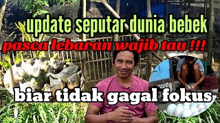 Update seputar dunia bebek pasca lebaran wajib tau !!! Biar tidak gagal fokus