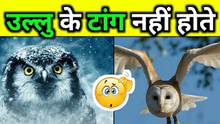 उल्लु का एक अनोखा सच | Fact About Owl | Facts In Hindi | #shorts