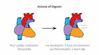 Digoxin : Mechanism of Action