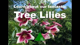 Learn about our fantastic Tree Lilies