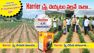 #మిరప లో బొబ్బర ని తిప్పి బుట్ట లా వచ్చింది. #Harrier స్ప్రే చేసిన తరువాత..బొబ్బర కి ఒక ఆయుధం #రైతు