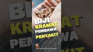 Cara membuat Emping #tipsberkebun #emping #melinjo #berkebundirumah #biji #ngebolang #tanaman #short