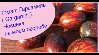 Томат Гаргамель ( Gargamel ). Новинка на моем огороде. Плоды похожи на огненный цветок.