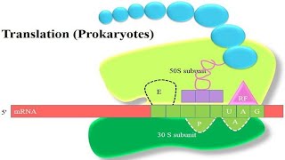 What is protein synthesis in Prokaryotes? Factors involved in Translation/ by Dr Rabia Arif