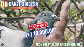 BAN21-310075 V | Winner 22TH, 30TH, 44TH, 94TH, From Derby Arona Race Winner Bird!!!