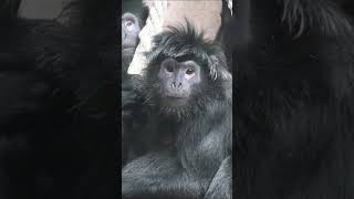 Shy Black East Javan Langur Primate Sits Quietly