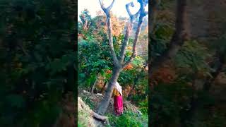 प्रातःकाल सूर्योदय 🙏 🌻|| Sun rise view 🌅🙏pahad vibes 🌳❤️|| Mera Muluk garhwali new song ♥️| devbhumi