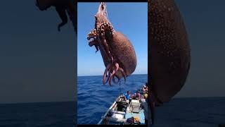 Giant Sea Monsters Caught by Fishermen!  #GiantSeaCreatures #FishingDiscoveries #OceanMysteries