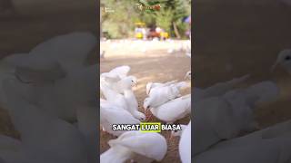 Jangan tangkap burung jika belum tahu caranya😱😱#alat #tangkapayam #burung