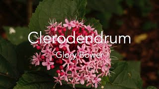 Clerodendrums