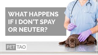 What Happens if I Don't Neuter or Spay? - PET | TAO Holistic Pet Products