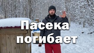 Пасека погибает, пока не знаю что делать.