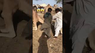 Camel nose 😱😱 #camel #youtubeshorts #shorts #viralvideo