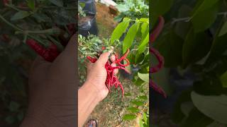 Panen cabe keriting #cabemurah #cabe #cabemantap