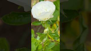 Very Cute Rose flower 🥀|| Home Gardening | #flowers #gardening #youtubeshorts #rose