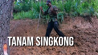 Tanam singkong dan rumput odot di hutan pinus || kehidupan desa