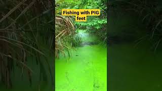 Amazing Fishing with Pig Feet 🐟🦈 best fishing video #shorts