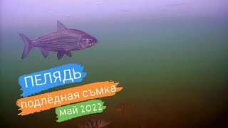 ПЕЛЯДЬ ЭКСКЛЮЗИВНАЯ подлёдная съмка. Реакция окуня и щуки на приманку