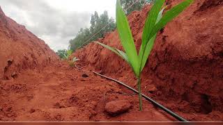 Weekend Farming #17: Areca nut planting and drip installation #Arecanut, #Drip Irrigation