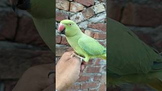 #new।#parrot ।#viral ।#trending ।#youtubeshorts ।#video ।#nature ।#parrots ।#shorts ।#subscribe ।#3m