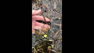 Tour of Breezy Hill: Carnivorous Bladderwort