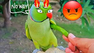 Talking Parrot Funny Video