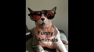 Funny animals will always make you laugh.