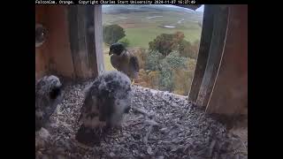 FalconCam Project 07.11.2024 16:26