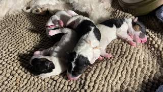 Day 3 Wire Fox Terrier Puppies from Suki and Mickey