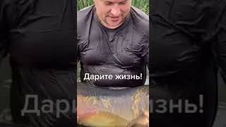 Отпускаю огромного карпа #carpfishing #карпфишинг #рыбалка #shorts #карп огромныйкарп #карп