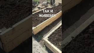 #огород #грядка #овощи #растения #деревня #деревенскаяжизнь #село