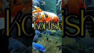 underwater fishing life on aquarium Singapore #shorts