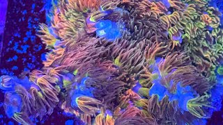 Boost Acropora Tenuis Health & Polyp Extension with THIS Simple Trick (Reefkeeping Secret Revealed!