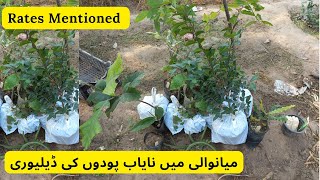 Unique Fruit Plants Delivered To MianWali | Rare Garden