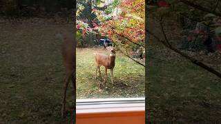 Crazy BUCK 🦌Landscaping service ,Who Hired this Guy !! #crazy #buck #deer #landscape #service #lol