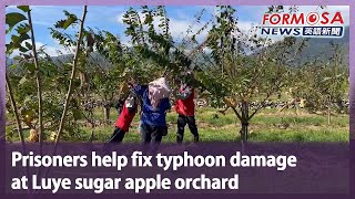 Prisoners help fix typhoon damage at Luye sugar apple orchard｜Taiwan News