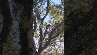 One Leopard and two cubs on tree