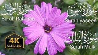 Surah Yaseen ❤️ Surah Rahman ❤️ Surah Mulk ❤️ Heart touching voice