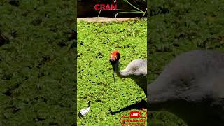 Crane Pecking for Food 🦩 | Majestic Wildlife on the Ground #Shorts