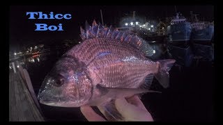 The Search for a MONSTER Black Bream! (40cm+) - Part 1