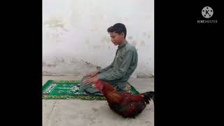 جانور بھی جانتا ہے کہ اسلام ایک برحق دین.   Animals also know that Islam is a true religion