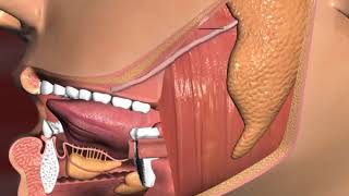 What is epithelium ?