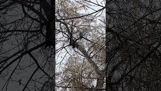 Cool great horned owl I found #youtubeshorts #cool