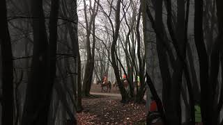 Horses in the woods 🐎 😍