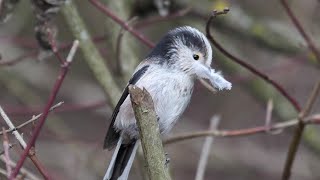 Codibugnoli e piume per il nido - Long tailed and feathers for the nest (Aegithalos caudatus)