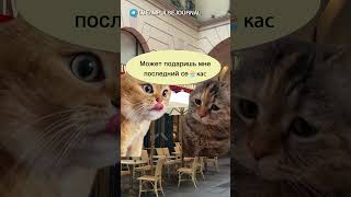 Прощальный подарок #мыкотики  #разговор #анекдот #шутки #коты #юмор #смешное #прикольно #мемы #cat