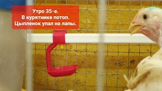 Утро 35-е. Выращивание бройлеров росс 308. Цыпленок упал на лапы. В курятнике потоп.