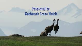 Sandhill Crane Cycles