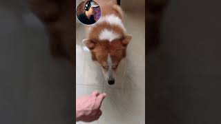 🥰 CUTE DOG & CAT TikToks to Make You Laugh - Chó và Mèo Làm Bạn Phải Cười - #Shorts